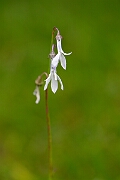David Plant Photography - Wildlife Photography - Water lobelia - E