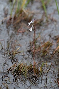 David Plant Photography - Wildlife Photography - Water lobelia - J