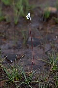 David Plant Photography - Wildlife Photography - Water lobelia - P