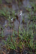 David Plant Photography - Wildlife Photography - Water lobelia - Q