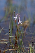 David Plant Photography - Wildlife Photography - Water lobelia - R