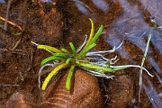 David Plant Photography - Wildlife Photography - Water lobelia - T
