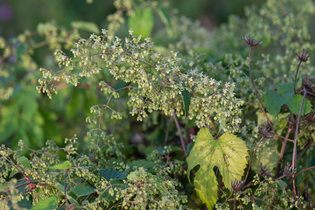 David Plant Photography - Wildlife Photography - Hop - A.JPG - Hop - Oxfordshire