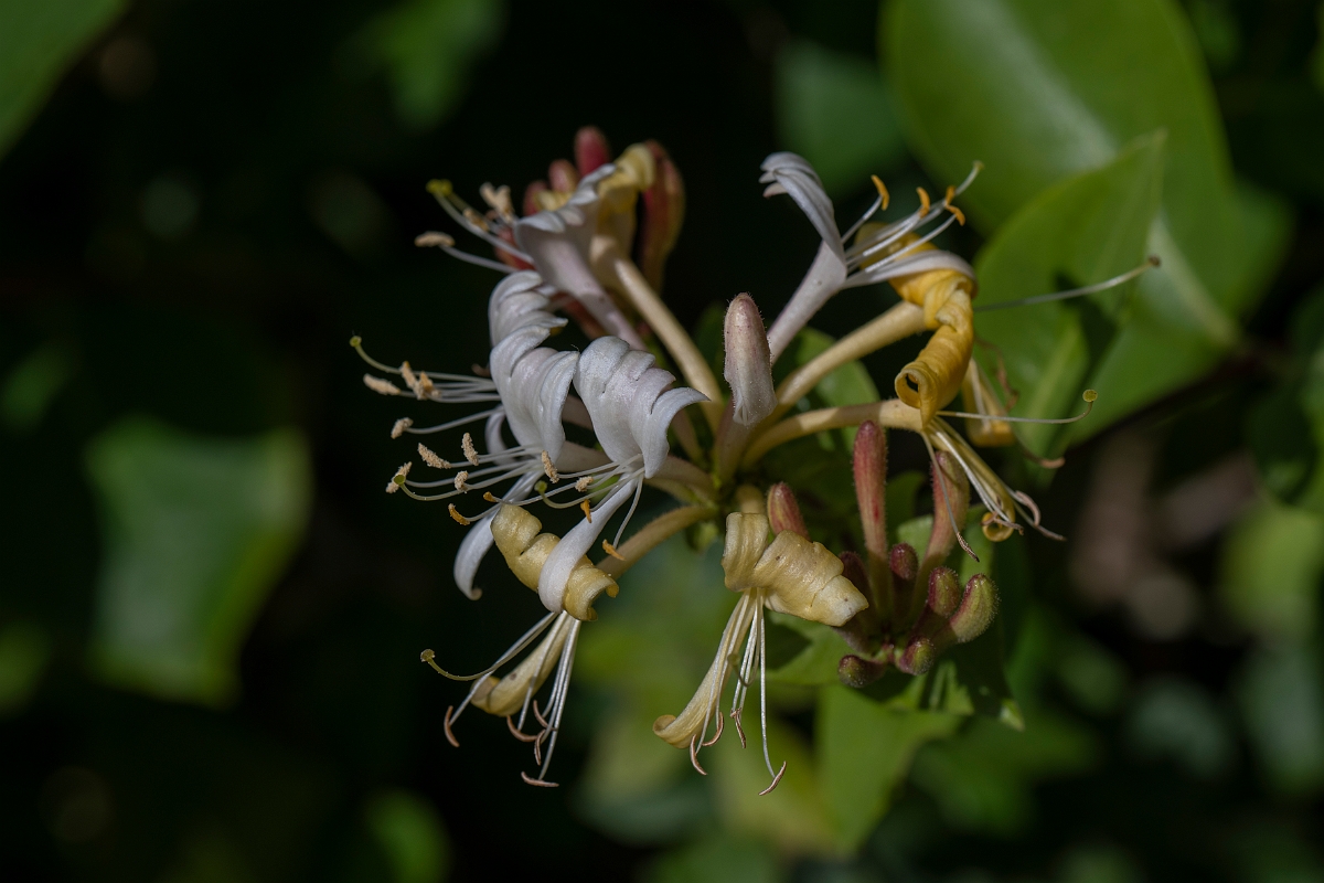 David Plant Photography - Wildlife Photography - Honeysuckle - A.JPG - Honeysuckle - Kent