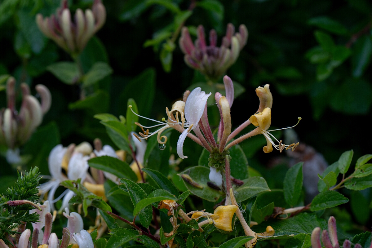 David Plant Photography - Wildlife Photography - Honeysuckle - B.jpg - Honeysuckle - Cornwall