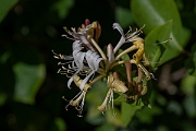 David Plant Photography - Wildlife Photography - Honeysuckle - A