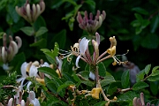David Plant Photography - Wildlife Photography - Honeysuckle - B