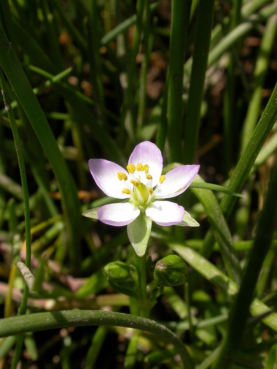David Plant Photography - Wildlife Photographer - Greater sea-spurrey - A.jpg - Greater sea-spurrey - Somerset
