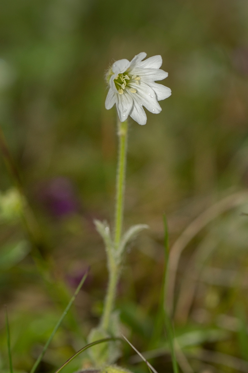 David Plant Photography - Wildlife Photography - Alpine mouse-ear - A.jpg - Alpine mouse-ear - Perthshire