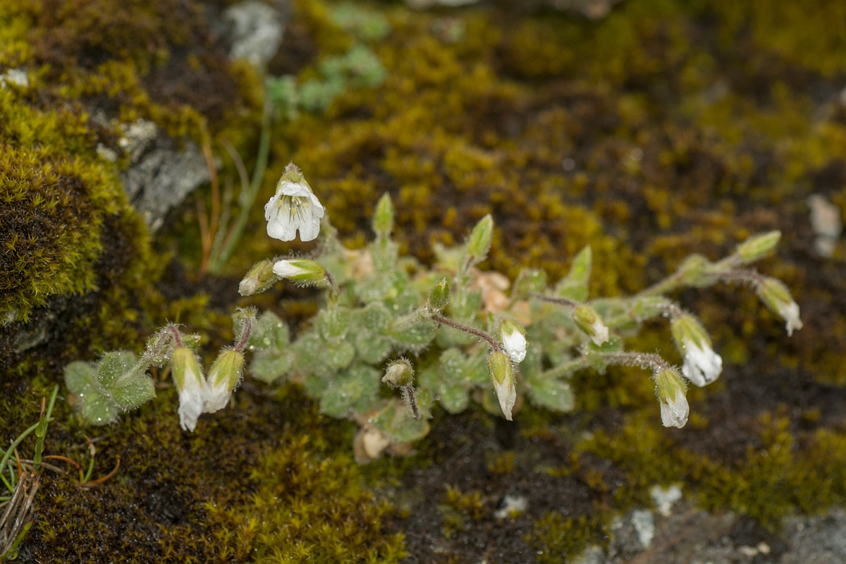 David Plant Photography - Wildlife Photography - Alpine mouse-ear - C.jpg - Alpine mouse-ear - Perthshire