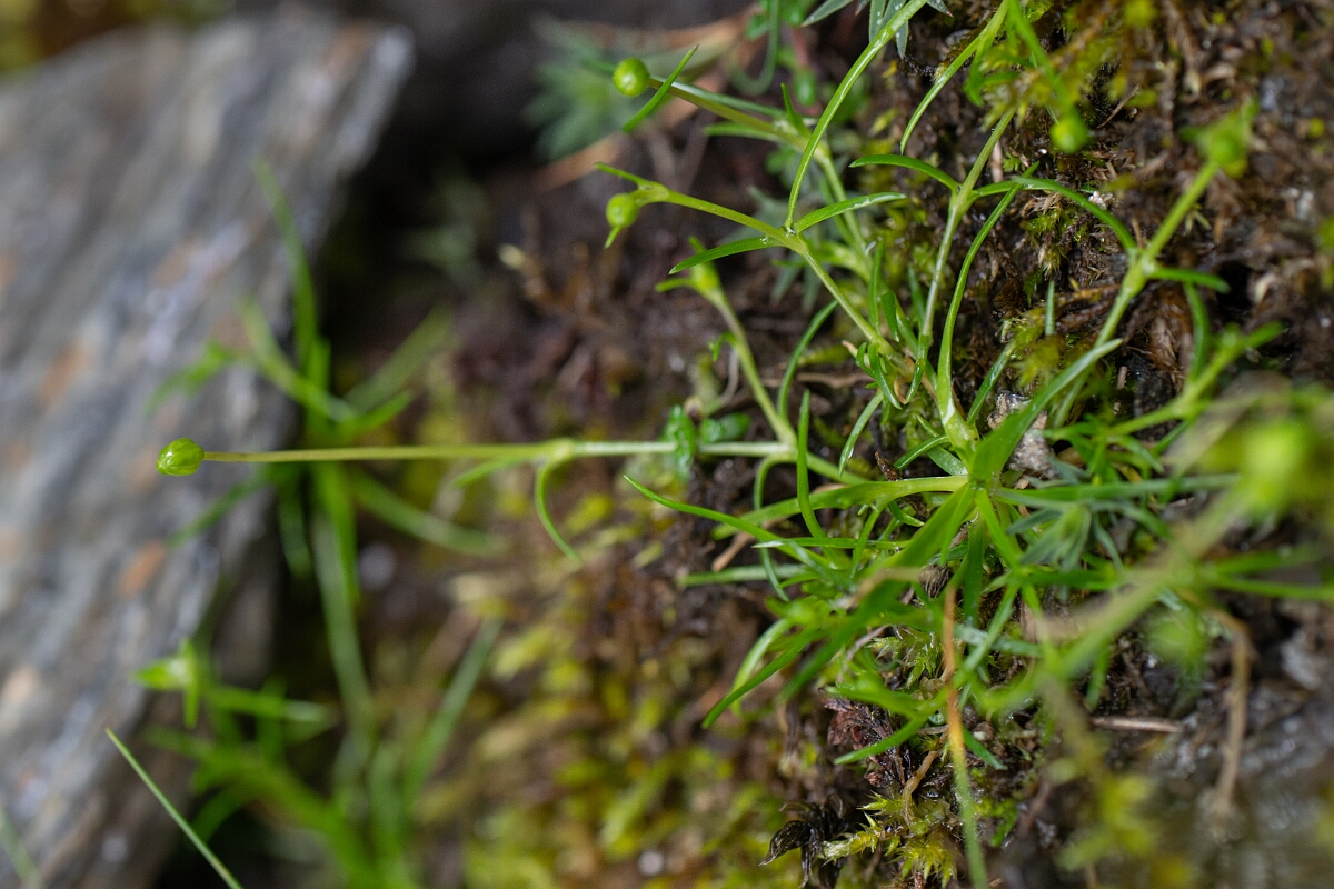 David Plant Photography - Wildlife Photography - Alpine pearlwort - B.jpg - Alpine pearlwort - Perthshire