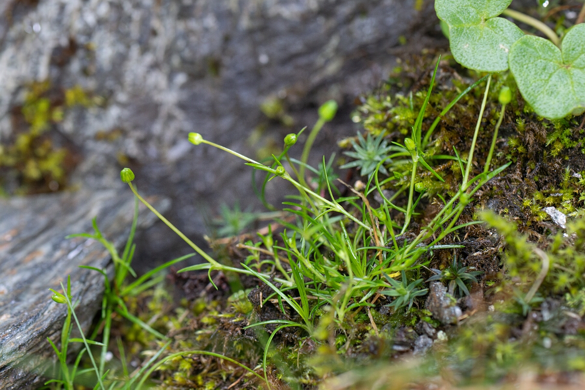 David Plant Photography - Wildlife Photography - Alpine pearlwort - C.jpg - Alpine pearlwort - Perthshire