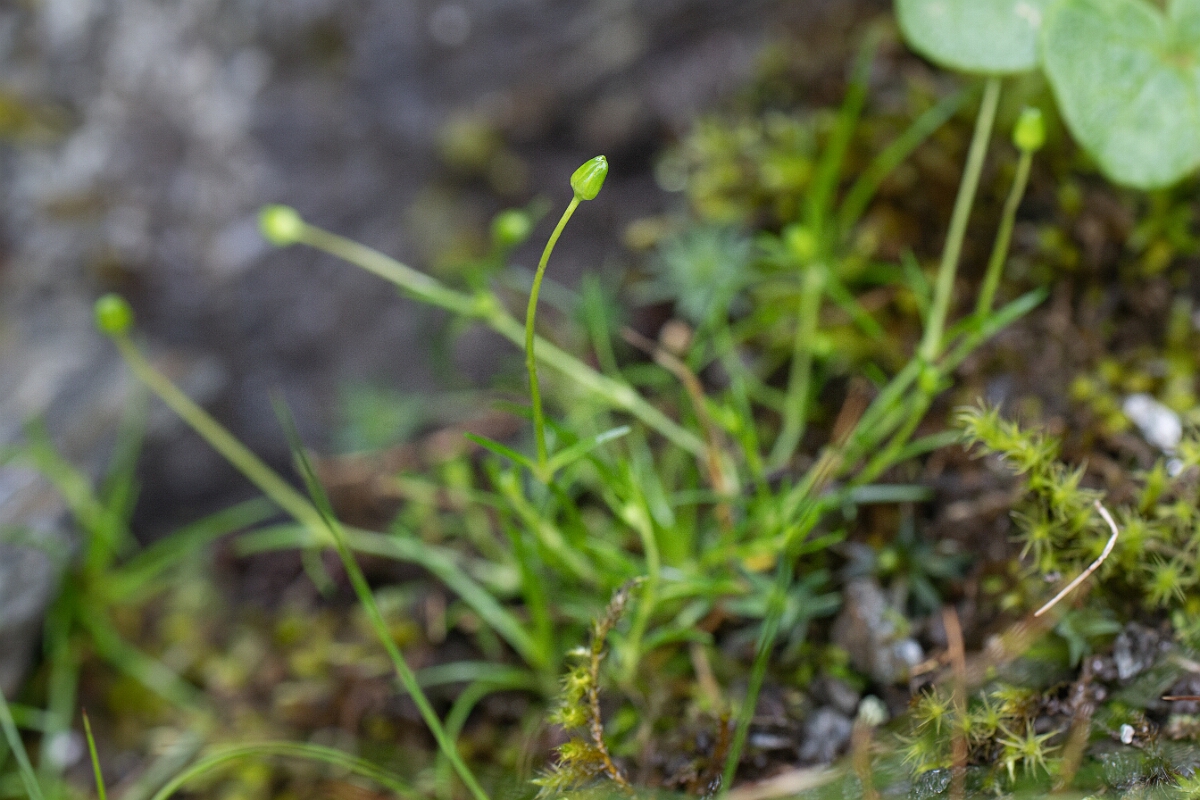 David Plant Photography - Wildlife Photography - Alpine pearlwort - D.jpg - Alpine pearlwort - Perthshire