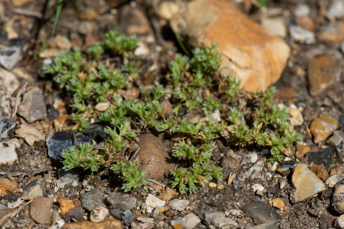 David Plant Photography - Wildlife Photography - Annual knawel - B.JPG - Annual knawel - Norfolk