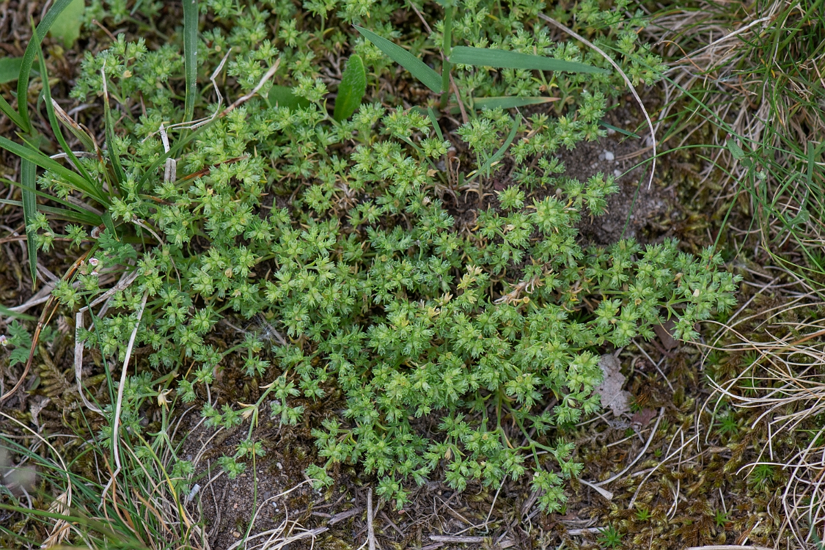 David Plant Photography - Wildlife Photography - Annual knawel - E.JPG - Annual knawel - Norfolk