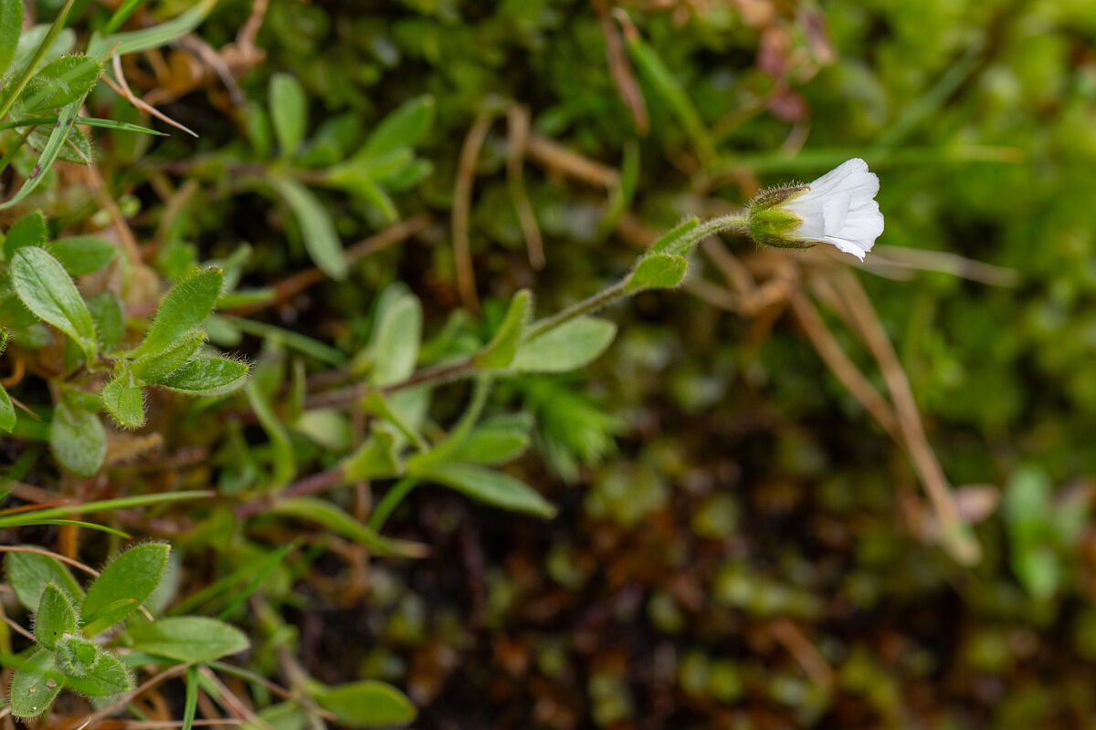 David Plant Photography - Wildlife Photography - Arctic mouse-ear - A.jpg - Arctic mouse-ear - Cairngorms