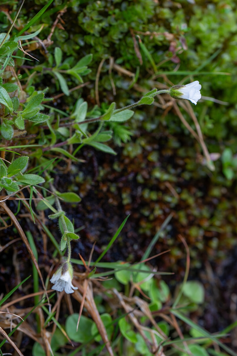 David Plant Photography - Wildlife Photography - Arctic mouse-ear - B.jpg - Arctic mouse-ear - Cairngorms