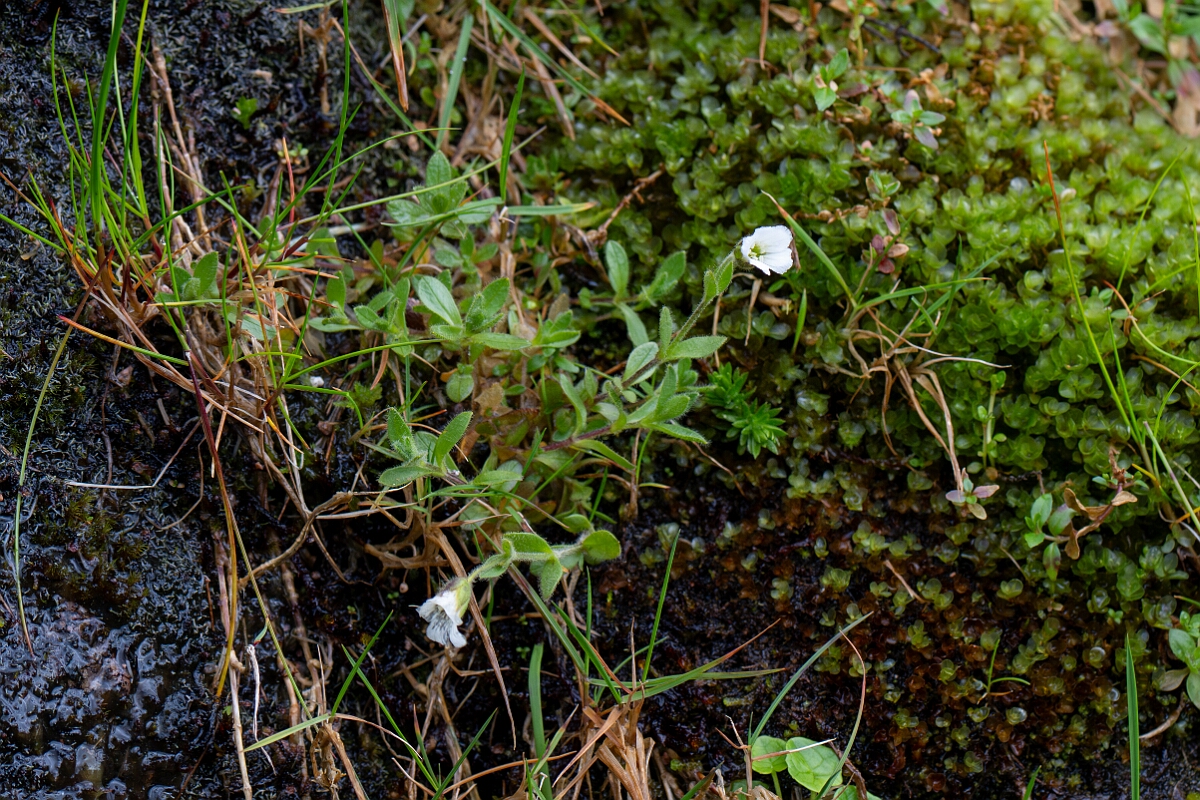 David Plant Photography - Wildlife Photography - Arctic mouse-ear - C.jpg - Arctic mouse-ear - Cairngorms