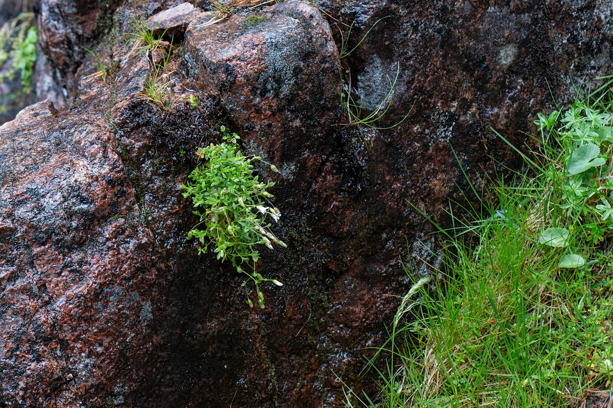 David Plant Photography - Wildlife Photography - Arctic mouse-ear - D.jpg - Arctic mouse-ear - Cairngorms