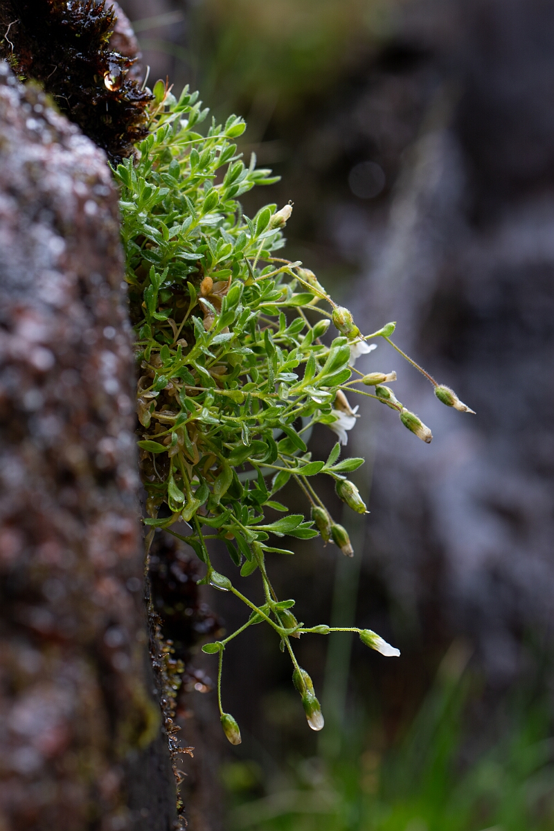 David Plant Photography - Wildlife Photography - Arctic mouse-ear - E.jpg - Arctic mouse-ear - Cairngorms