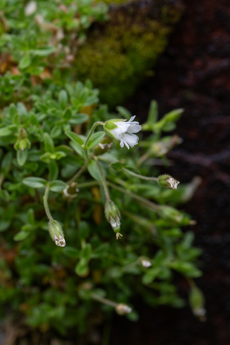 David Plant Photography - Wildlife Photography - Arctic mouse-ear - F.jpg - Arctic mouse-ear - Cairngorms