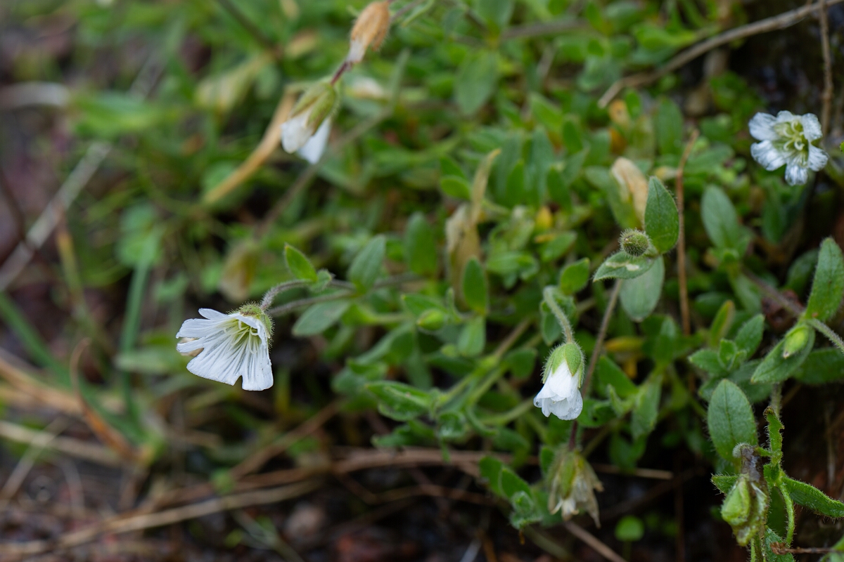 David Plant Photography - Wildlife Photography - Arctic mouse-ear - G.jpg - Arctic mouse-ear - Cairngorms