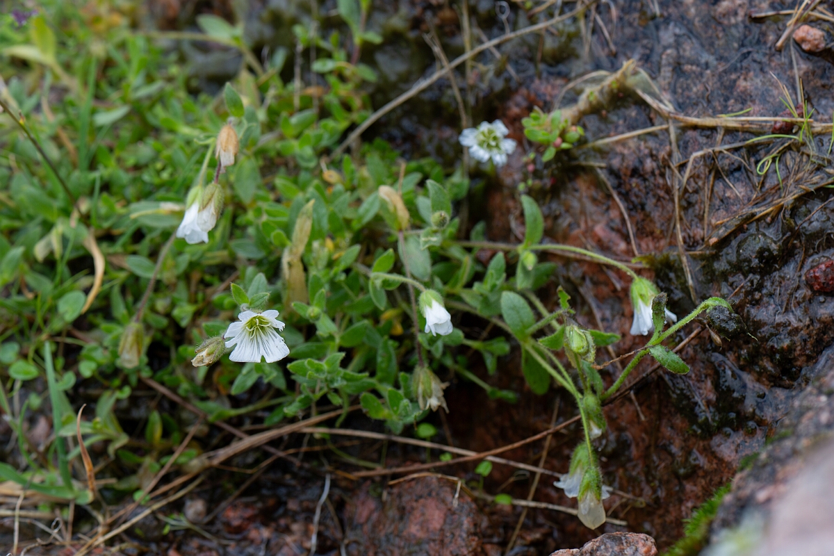 David Plant Photography - Wildlife Photography - Arctic mouse-ear - H.jpg - Arctic mouse-ear - Cairngorms