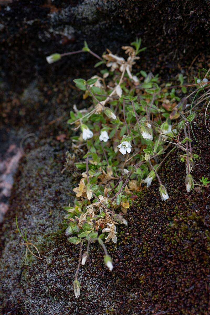 David Plant Photography - Wildlife Photography - Arctic mouse-ear - J.jpg - Arctic mouse-ear - Cairngorms