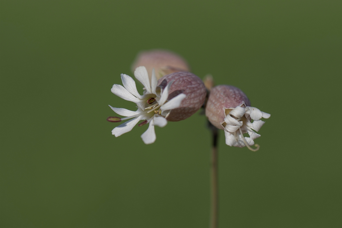 David Plant Photography - Wildlife Photography - Bladder campion - C.JPG - Bladder campion - Hertfordshire