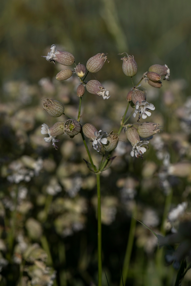 David Plant Photography - Wildlife Photography - Bladder campion - E.JPG - Bladder campion - Hertfordshire