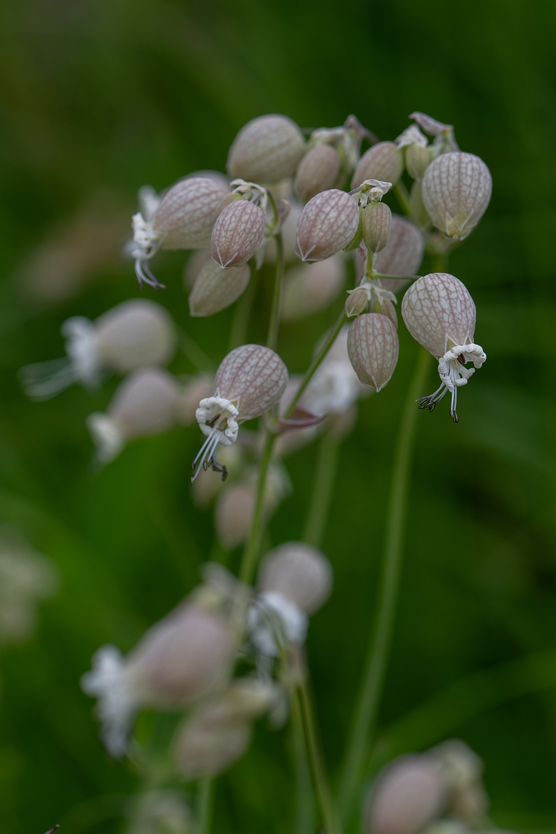 David Plant Photography - Wildlife Photography - Bladder campion - G.jpg - Bladder campion - Hertfordshire