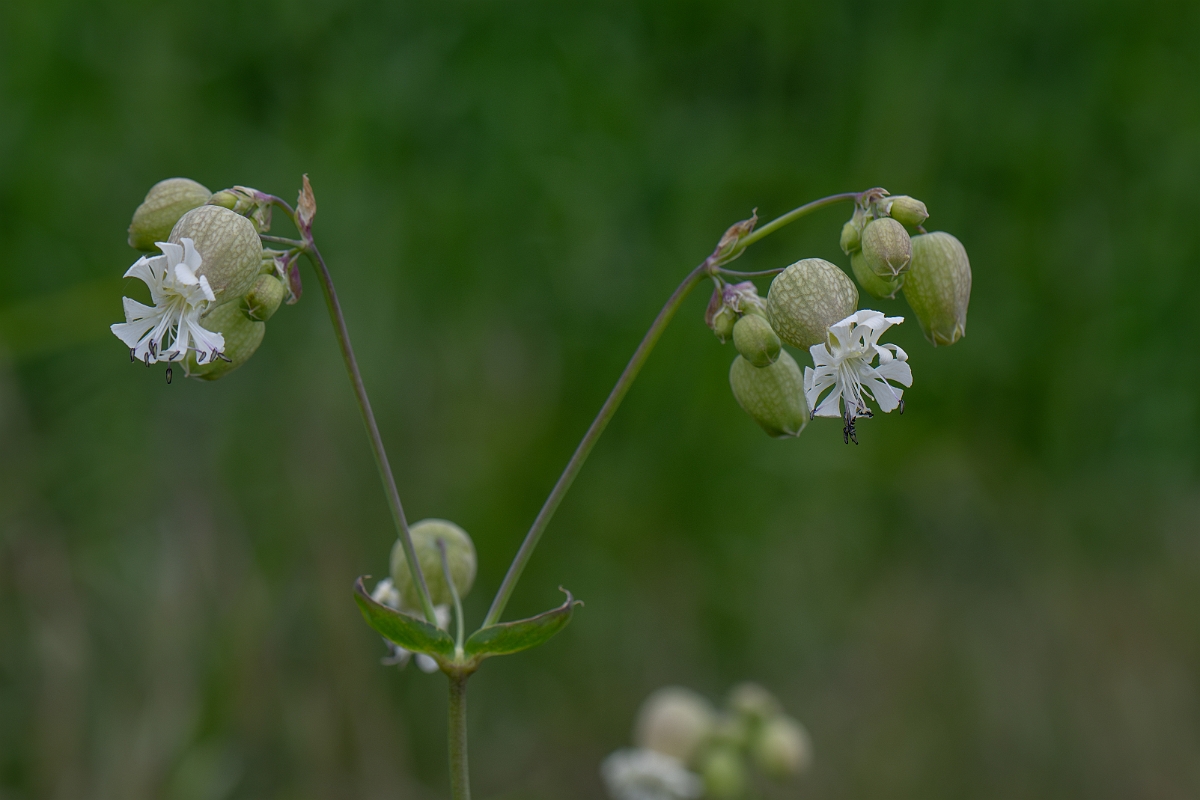 David Plant Photography - Wildlife Photography - Bladder campion - H.jpg - Bladder campion - Hertfordshire