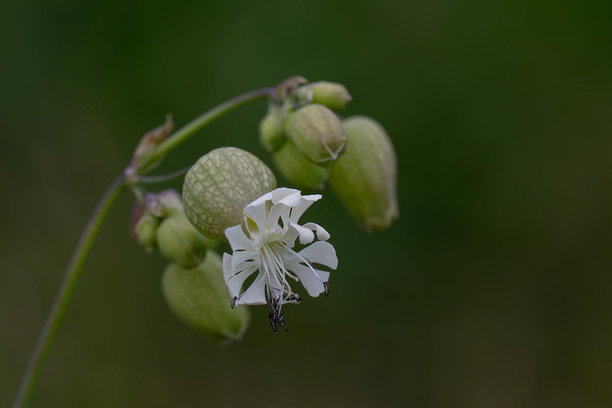David Plant Photography - Wildlife Photography - Bladder campion - I.jpg - Bladder campion - Hertfordshire