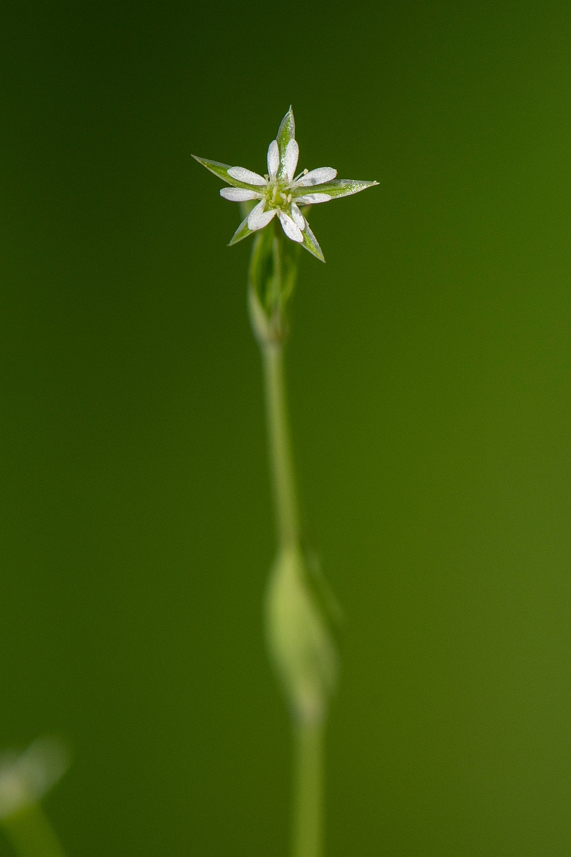 David Plant Photography - Wildlife Photography - Bog stitchwort - A.JPG - Bog stitchwort - Cambridgeshire