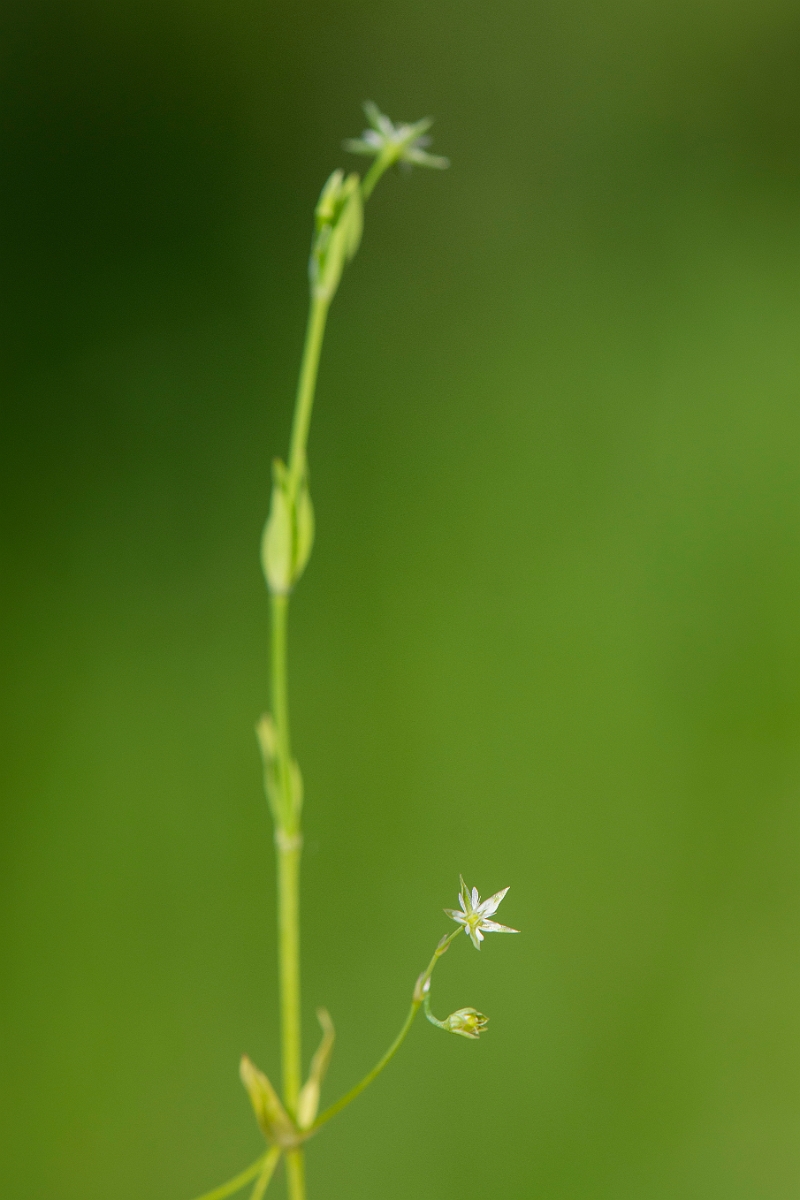 David Plant Photography - Wildlife Photography - Bog stitchwort - B.JPG - Bog stitchwort - Cambridgeshire