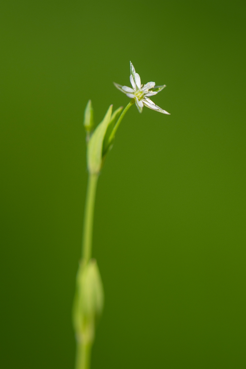 David Plant Photography - Wildlife Photography - Bog stitchwort - C.JPG - Bog stitchwort - Cambridgeshire
