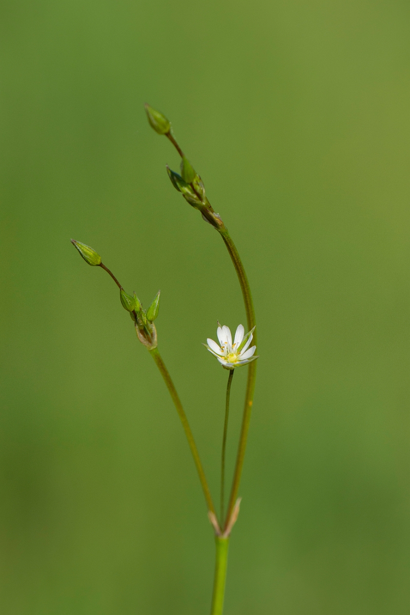 David Plant Photography - Wildlife Photography - Bog stitchwort - E.JPG - Bog stitchwort - Cambridgeshire