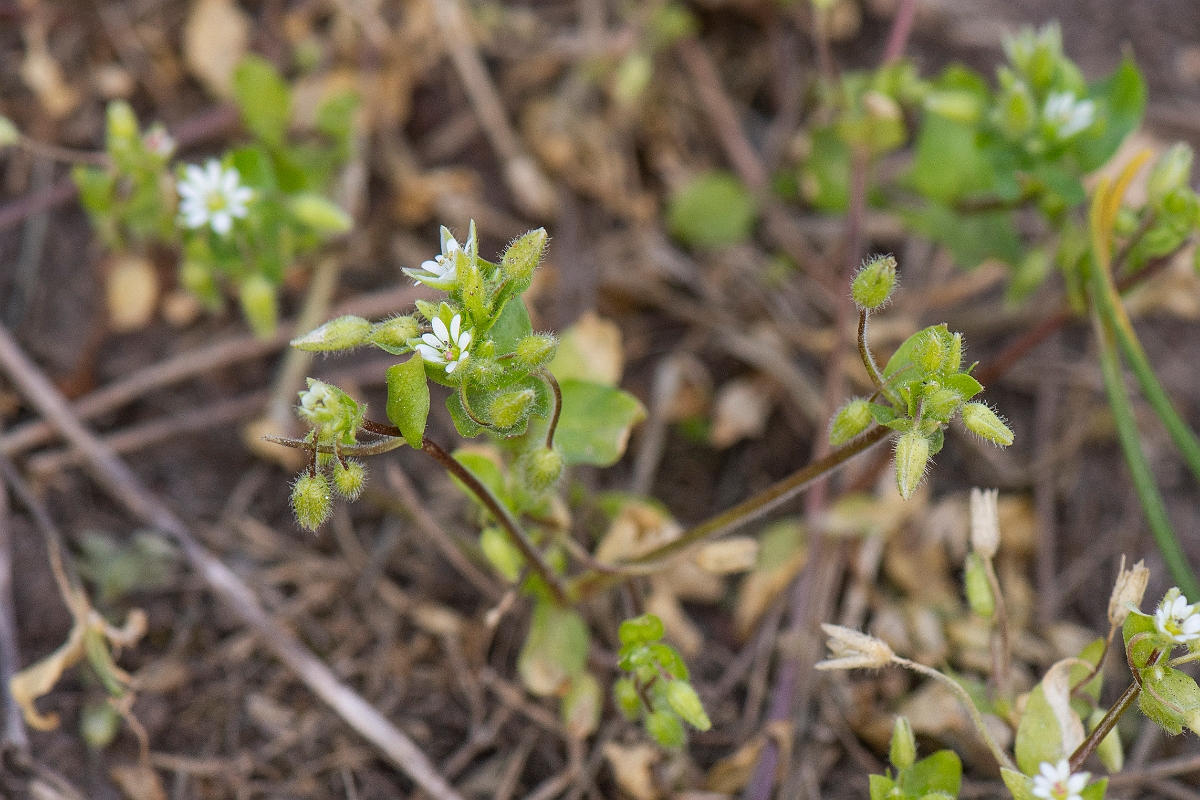 David Plant Photography - Wildlife Photography - Common chickweed - B.JPG - Common chickweed - Suffolk