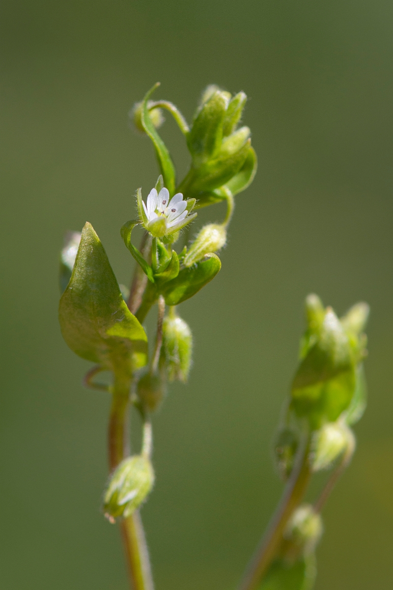 David Plant Photography - Wildlife Photography - Common chickweed - C.JPG - Common chickweed - Cambridgeshire