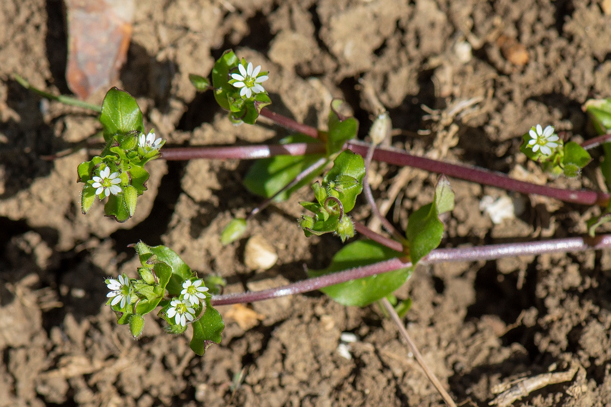 David Plant Photography - Wildlife Photography - Common chickweed - E.JPG - Common chickweed - Cambridgeshire