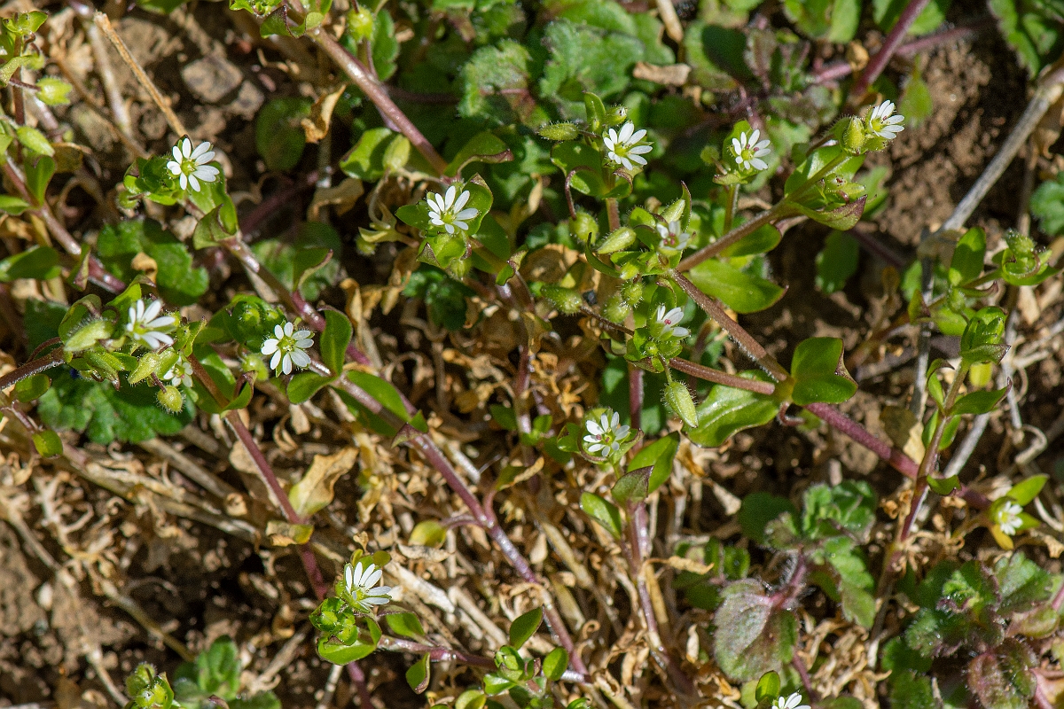David Plant Photography - Wildlife Photography - Common chickweed - F.JPG - Common chickweed - Cambridgeshire