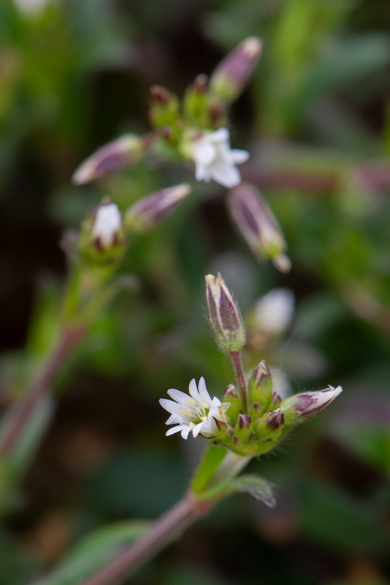 David Plant Photography - Wildlife Photography - Common mouse-ear - A.JPG - Common mouse-ear - Suffolk