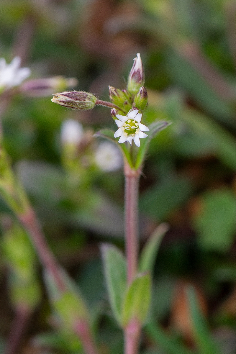 David Plant Photography - Wildlife Photography - Common mouse-ear - B.JPG - Common mouse-ear - Suffolk
