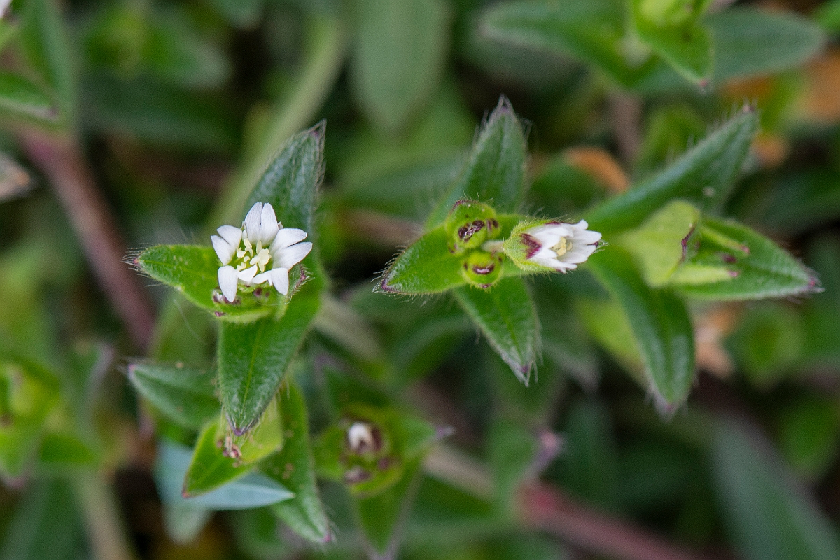 David Plant Photography - Wildlife Photography - Common mouse-ear - C.JPG - Common mouse-ear - Suffolk