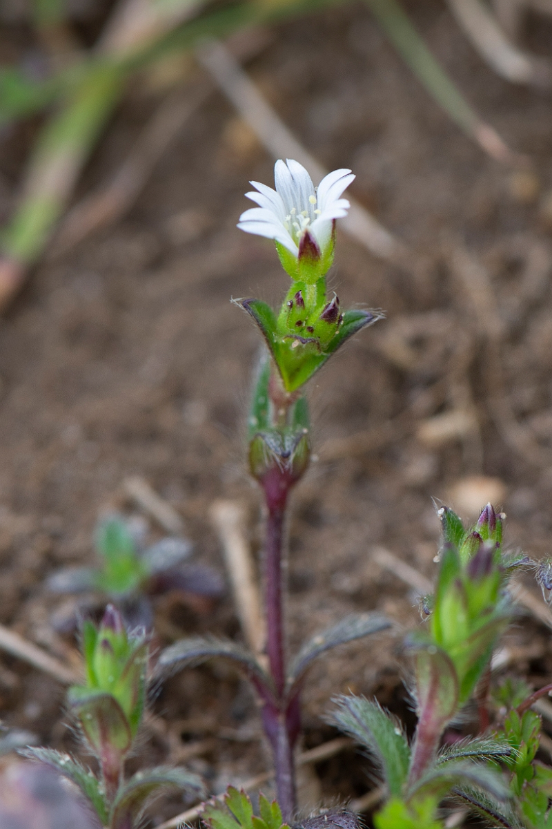 David Plant Photography - Wildlife Photography - Common mouse-ear - D.JPG - Common mouse-ear - Suffolk