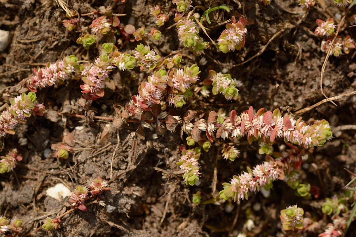 David Plant Photography - Wildlife Photography - Coral-necklace - A.jpg - Coral-necklace - Hampshire