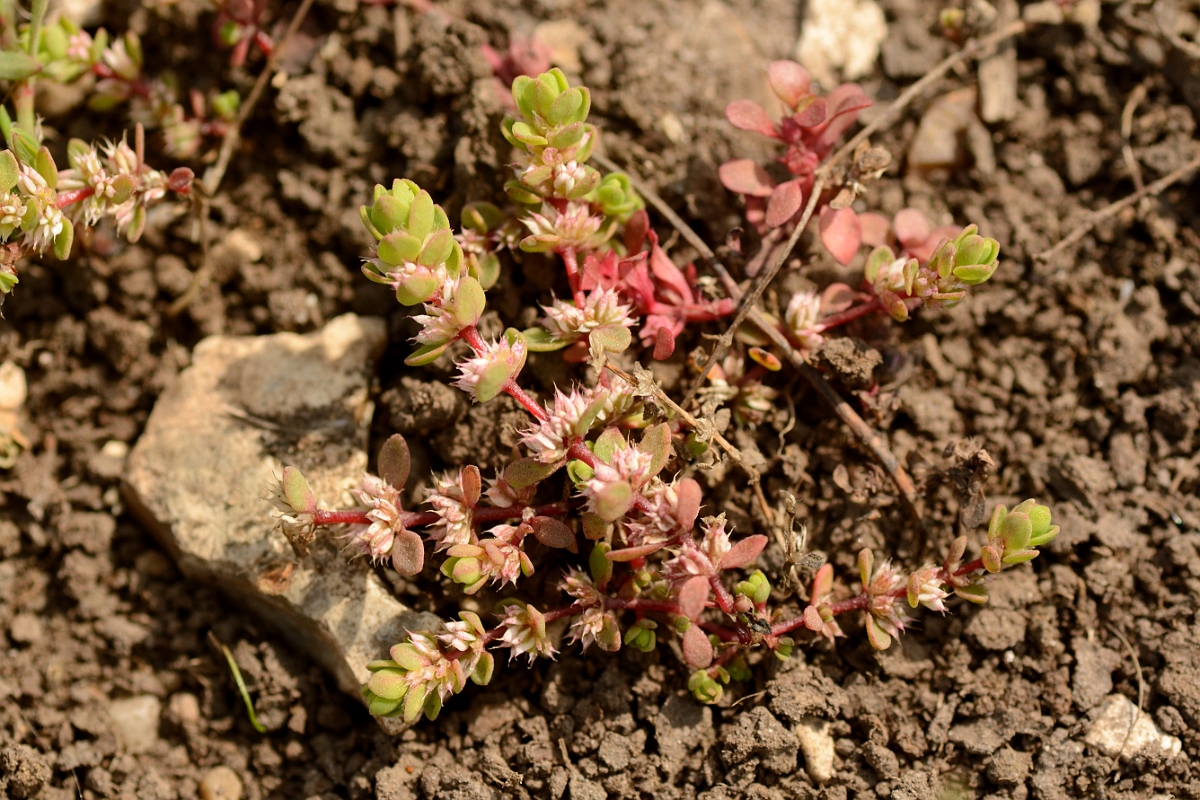 David Plant Photography - Wildlife Photography - Coral-necklace - B.jpg - Coral-necklace - Hampshire