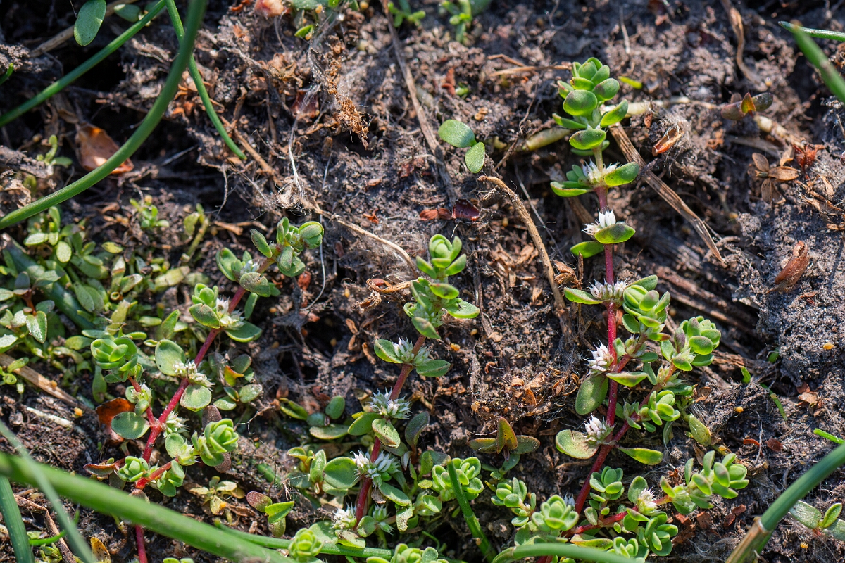 David Plant Photography - Wildlife Photography - Coral-necklace - C.jpg - Coral-necklace - Hampshire
