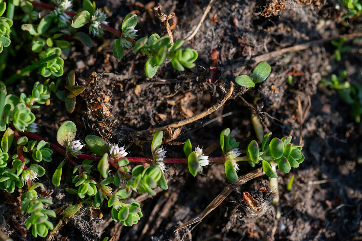 David Plant Photography - Wildlife Photography - Coral-necklace - D.jpg - Coral-necklace - Hampshire
