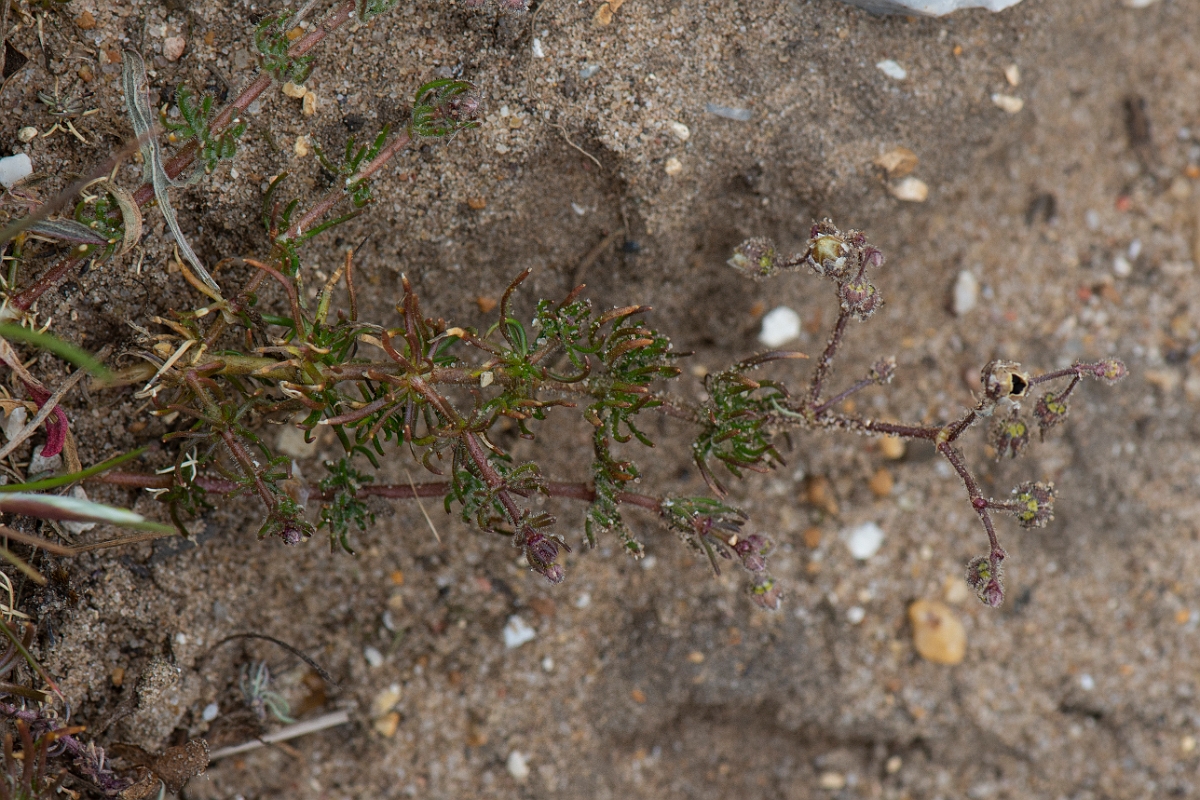 David Plant Photography - Wildlife Photography - Corn spurrey - A.JPG - Corn spurrey - Norfolk